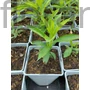 Kép 2/2 - Bugás lángvirág - Phlox paniculata 'Bright Eyes'