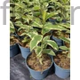 Kép 2/2 - Bugás lángvirág - Phlox paniculata 'Nora Leigh'