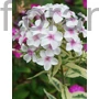 Kép 1/2 - Bugás lángvirág - Phlox paniculata 'Nora Leigh'