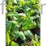 Kép 2/2 - Tüdőfű - Pulmonaria 'Blue Ensign'