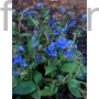 Kép 1/2 - Tüdőfű - Pulmonaria 'Blue Ensign'