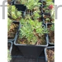 Kép 2/2 - Nyugati kökörcsin - Pulsatilla vulgaris 'Alba'