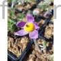 Kép 1/2 - Nyugati kökörcsin - Pulsatilla vulgaris