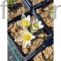 Kép 1/2 - Nyugati kökörcsin - Pulsatilla vulgaris 'Alba'