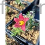 Kép 1/2 - Nyugati kökörcsin - Pulsatilla vulgaris 'Rubra'
