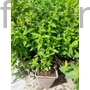 Kép 2/2 - Hegyi menta - Pycnanthemum muticum