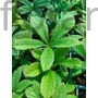 Kép 2/2 - Tenyeres tópartifű - Rodgersia pinnata 'Elegans'