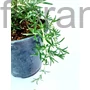 Kép 1/2 - Kúszó rozmaring - Rosmarinus officinalis 'Prostratus'