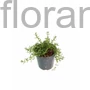 Kép 2/2 - Rosmarinus officinalis 'Prostratus'