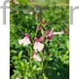 Kép 1/2 - Kislevelű zsálya - Salvia microphylla 'Delice Gold and Wine'
