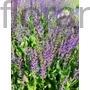 Kép 1/2 - Ligeti zsálya - Salvia nemorosa 'Mainacht'