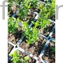 Kép 2/2 - Kislevelű zsálya - Salvia microphylla 'Delice Gold and Wine'