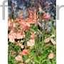 Kép 1/2 - Kislevelű zsálya - Salvia microphylla 'Papajan'