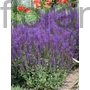 Kép 1/2 - Ligeti zsálya - Salvia nemorosa 'Mainacht'