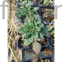 Kép 2/2 - Vajszínű ördögszem - Scabiosa ochroleuca 'Moon Dance'