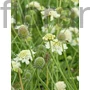 Kép 1/2 - Vajszínű ördögszem - Scabiosa ochroleuca 'Moon Dance'
