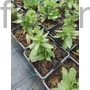 Kép 2/2 - Ligeti zsálya - Salvia nemorosa 'Caradonna'
