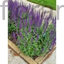 Kép 1/2 - Ligeti zsálya - Salvia nemorosa 'Caradonna'