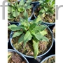 Kép 1/2 - Ligeti zsálya - Salvia nemorosa 'Sallyrosa April Night'