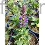 Kép 2/2 - Ligeti zsálya - Salvia nemorosa 'Sallyrosa April Night'