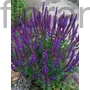 Kép 1/2 - Ligeti zsálya - Salvia nemorosa 'Violettkönigin'