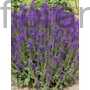 Kép 1/2 - Ligeti zsálya - Salvia nemorosa 'Merleau Blue'