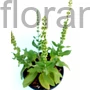 Kép 1/2 - Ligeti zsálya - Salvia nemorosa 'Merleau White'