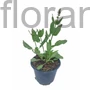 Kép 2/2 - Ligeti zsálya - Salvia nemorosa 'Rosakönigin'