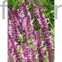 Kép 1/2 - Ligeti zsálya - Salvia nemorosa 'Rosakönigin'