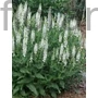 Kép 1/2 - Ligeti zsálya - Salvia nemorosa 'Merleau White'