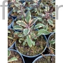 Kép 1/2 - Orvosi zsálya - Salvia officinalis 'Hexenmantel'