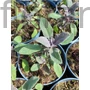 Kép 1/2 - Orvosi zsálya - Salvia officinalis 'Purpurascens'