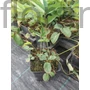 Kép 2/2 - Őszi vérfű - Sanguisorba officinalis
