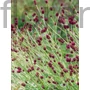 Kép 1/2 - Őszi vérfű - Sanguisorba officinalis