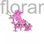 Kép 2/2 - Gyepes szappanfű - Saponaria ocymoides