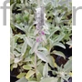 Kép 1/2 - Gyapjas tisztesfű - Stachys byzantina