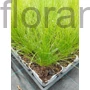 Kép 2/2 - Árvalányhaj- Stipa tenuissima
