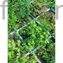 Kép 2/2 - Szárnyastermésű borkóró - Thalictrum delavayi