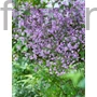 Kép 1/2 - Szárnyastermésű borkóró - Thalictrum delavayi