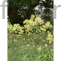 Kép 1/2 - Fényes borkóró - Thalictrum lucidum