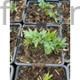 Kép 2/2 - Fényes borkóró - Thalictrum lucidum
