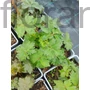 Kép 2/2 - Kínai zergeboglár - Trollius chinensis 'Golden Queen'