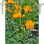 Kép 1/2 - Kínai zergeboglár - Trollius chinensis 'Golden Queen'