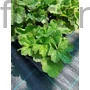 Kép 2/2 - Csészerojt - Tellima grandiflora