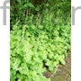 Kép 1/2 - Csészerojt - Tellima grandiflora