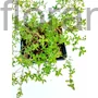 Kép 1/2 - Citromillatú kakukkfű - Thymus citriodorus 'Aureus'