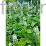Kép 1/2 - Karéjos turbántok - Tiarella wherryi