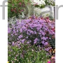 Kép 1/2 - Ernyős verbéna - Verbena bonariensis 'Lollipop'