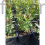 Kép 2/2 - Virginiai veronika - Veronicastrum virginicum 'Pink Glow'