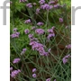 Kép 1/2 - Ernyős verbéna - Verbena bonariensis 'Bonnie'